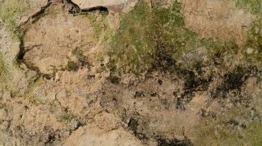 Yıpranmış beton duvarda yeşil yosun yetişiyor.