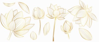  Beyaz arka planda altın renkli nilüfer çiçekleri. Çizgi sanatı