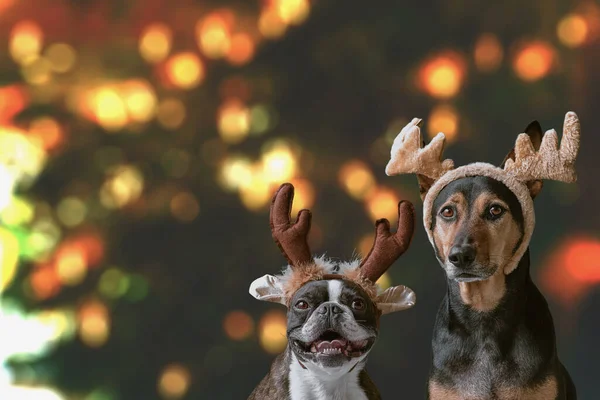 Nowy Rok Koncepcja Bożego Narodzenia Boston Terrier Kundel Pies Noszenie — Zdjęcie stockowe