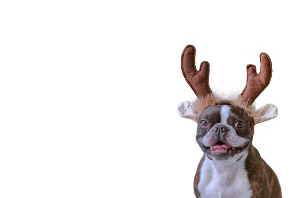 Новогодняя Рождественская Концепция Бостонской Собакой Терьером Оленьих Рогах — стоковое фото