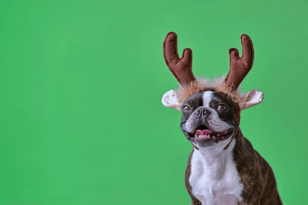 Новогодняя Рождественская Концепция Бостонской Собакой Терьером Оленьих Рогах Голове Сплошной — стоковое фото