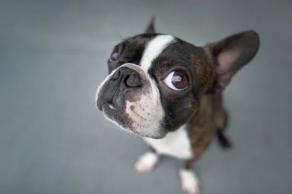 Närbild Porträtt Vackra Boston Terrier Ren Ras Filt Copyspace Stockfoto