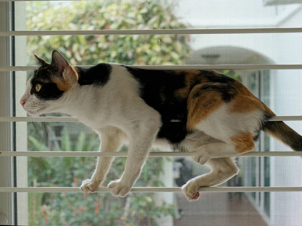 he calico cat climbs up the iron bar door in order to get out of the room but the mosquito net prevents the cat to do so.