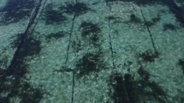 Lembongan Bali May 2022 Seaweed Fields Nusa Lembongan Nusa Ceningan — Vídeo de Stock