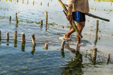 Nusa Penida, Bali-Eylül 04 2021: Nusa Penida Bali 'deki bir yosun çiftçisi bulutlu bir öğleden sonra yosun kafeslerini hasat ediyor. Nusa Penida Bali 'de turizm çöktüğünde otlar ana mal oldu.