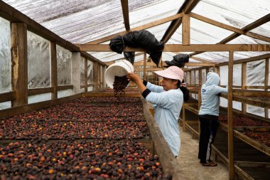 KINTAMANI, 16 Ocak 2023: 2 kadın kahve çiftçisi Kintamani Arabica kahve çekirdeklerini bahçelerinde ayırıp kurutuyorlar..
