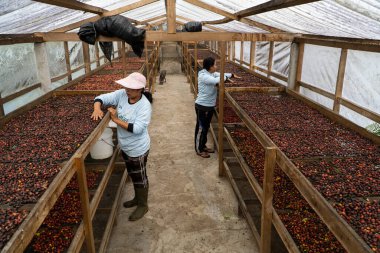 KINTAMANI, 16 Ocak 2023: 2 kadın kahve çiftçisi Kintamani Arabica kahve çekirdeklerini bahçelerinde ayırıp kurutuyorlar..