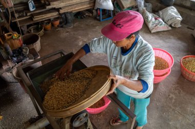 KINTAMANI, JAN 16 2023: Kadınlar, hasat sonrası hazırlıkların bir parçası olarak geleneksel bir tesiste kahve çekirdeklerini elle ayırıp filtrelerler..