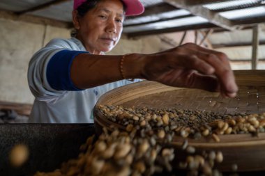 KINTAMANI, JAN 16 2023: Kadınlar, hasat sonrası hazırlıkların bir parçası olarak geleneksel bir tesiste kahve çekirdeklerini elle ayırıp filtrelerler..