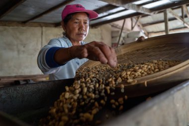 KINTAMANI, JAN 16 2023: Kadınlar, hasat sonrası hazırlıkların bir parçası olarak geleneksel bir tesiste kahve çekirdeklerini elle ayırıp filtrelerler..