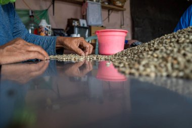 Geleneksel kahve hazırlama sırasında çiftçiler tarafından metal bir masada el yapımı yeşil kahve çekirdekleri..