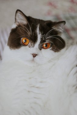 Kahverengi ve kaplumbağa kabuklu İngiliz Shorthair kedisi.