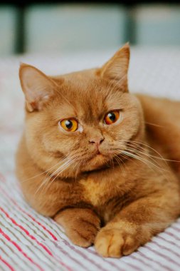 Kahverengi ve kaplumbağa kabuklu İngiliz Shorthair kedisi.