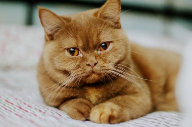 Kahverengi ve kaplumbağa kabuklu İngiliz Shorthair kedisi.
