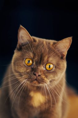 Kahverengi ve kaplumbağa kabuklu İngiliz Shorthair kedisi.