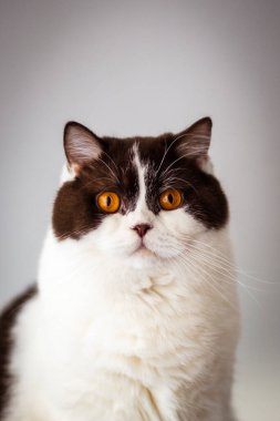 Çok yakışıklı İngiliz Shorthair erkek kedisi, çok büyük kahverengi gözleri var. Onun ipeksi beyaz ve çikolata rengi kahverengi bir ceketi var.