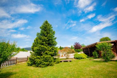 Ağaçlar ve odunluklarla çevrili kırsal bir arazide yeşil bir çayırdaki fidan ağacı..
