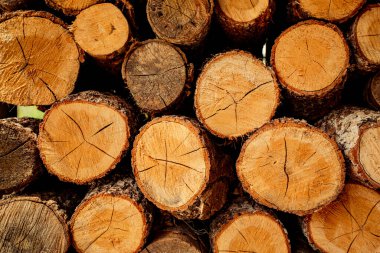 Ağaç gövdeleri düzgün bir şekilde kesilip istiflenmiş.