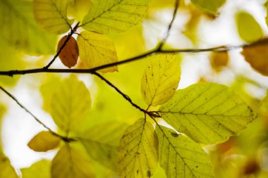Autumn Leaves 'in Altın Renkli Yakın Çekimi. Sonbahar yapraklarının canlı sarı ve turuncu renkleriyle detaylı bir yakın çekimi, doğadaki mevsimsel değişimin özünü yakalıyor..