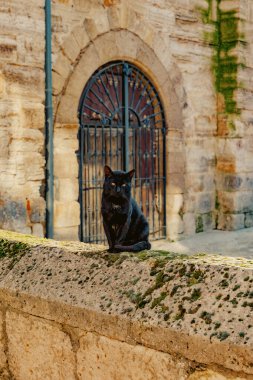 Yalnız bir kara kedi, tarihi bir ortamda gizemli ve sakin bir atmosfer yaratan eski bir kilise kapısının yanında sakince oturur..