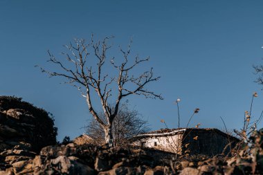 Canlı, mavi bir gökyüzüne karşı duran yapraksız bir ağaç. Arka planda kırsal bir ev ve taş bir duvar var. Basitliği ve sakinliği çağrıştırıyor.