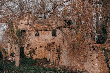 Sarmaşıkla kaplı, yapraksız ağaçlarla çevrili terk edilmiş taştan bir ev. Sessiz bir kırsal alanda çürüme ve doğal ıslah..