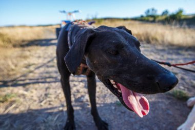 Güneşli bir günde, kırsal bir ortamda koşum takımı takmış siyah bir köpeğin soluk soluğa kalışı. Enerji ve arkadaşlığı yakalar..