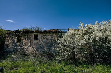 Parlak mavi gökyüzünün altındaki eski bir taş binanın önünde çiçek açan beyaz çalılar. Bahar manzarası doğayı ve kırsal mimariyi harmanlıyor..