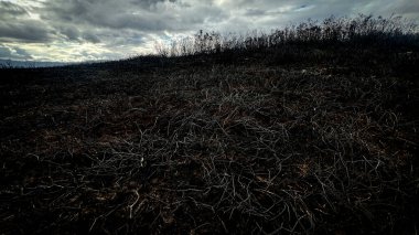 Yangından sonra yanmış toprak ve yanmış bitki. İklim değişikliği, yıkım, orman yangını ve çevre felaketi kavramı.