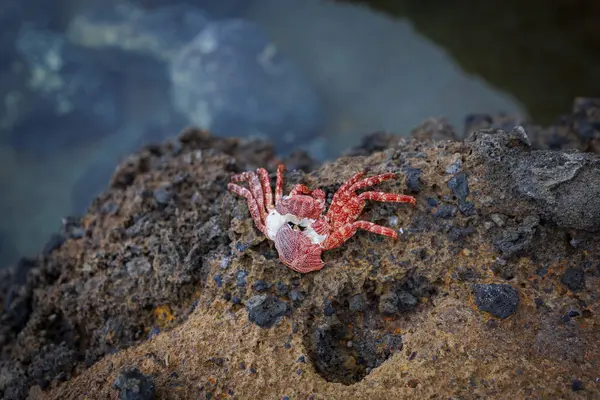 Deniz kenarındaki gözenekli volkanik taşın üzerinde duran boş kırmızı yengeç dış iskeleti deniz yaşamını ve kıyı biyolojik çeşitliliğini gösteriyor..