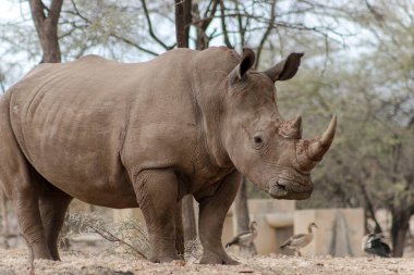 Vahşi Afrika hayvanları. Namibya 'daki Etosha Ulusal Parkı' nda otlayan erkek bir gergedanın portresi.. 