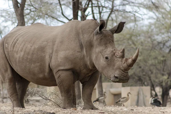 Animais Africanos Selvagens Retrato Touro Macho Branco Rinoceronte Pastando Parque Fotografia De Stock