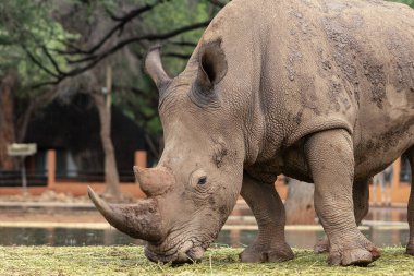 Vahşi Afrika hayvanları. Namibya 'daki Etosha Ulusal Parkı' nda otlayan erkek bir gergedanın portresi.. 