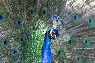 Wild african bird. Portrait of beautiful colored male peacock with tail feathers out.