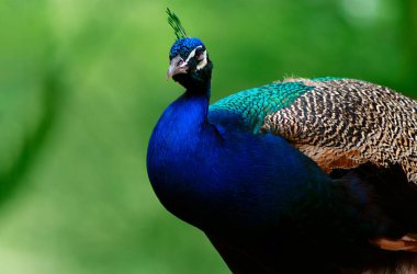 Wild african bird. Portrait of a bright male peacock on a blurred background