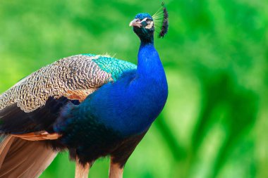 Wild african bird. Portrait of a bright male peacock on a blurred background
