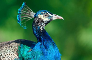 Wild african bird. Portrait of a bright male peacock on a blurred background