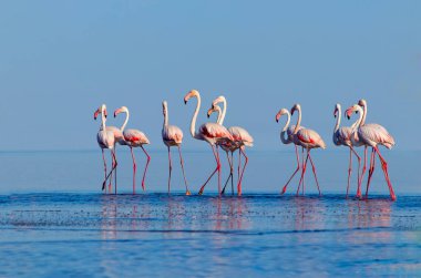 Vahşi Afrika kuşları. Pembe afrikalı flamingo kuşları güneşli bir günde mavi gölde dolaşıyorlar.