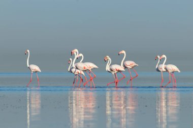 Vahşi Afrika kuşları. Pembe afrikalı flamingo kuşları güneşli bir günde mavi gölde dolaşıyorlar.