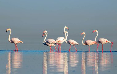 Vahşi Afrika kuşları. Pembe afrikalı flamingo kuşları güneşli bir günde mavi gölde dolaşıyorlar.