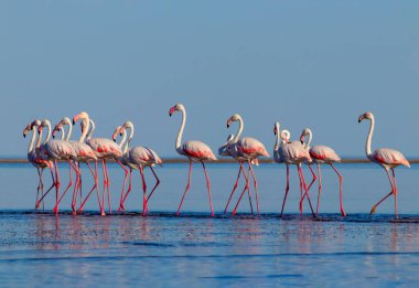 Vahşi Afrika kuşları. Pembe afrikalı flamingo kuşları güneşli bir günde mavi gölde dolaşıyorlar.
