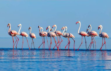 Vahşi Afrika kuşları. Pembe afrikalı flamingo kuşları güneşli bir günde mavi gölde dolaşıyorlar.