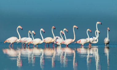 Vahşi Afrika kuşları. Pembe afrikalı flamingo kuşları güneşli bir günde mavi gölde dolaşıyorlar.