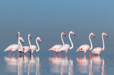 Vahşi Afrika kuşları. Pembe Afro flamingolu grup kuşları güneşli bir günde mavi gölde dolaşıyorlar. Namibya