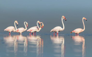 Vahşi Afrika kuşları. Pembe Afro flamingolu grup kuşları güneşli bir günde mavi gölde dolaşıyorlar. Namibya