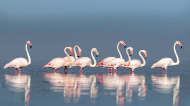 Vahşi Afrika kuşları. Pembe Afro flamingolu grup kuşları güneşli bir günde mavi gölde dolaşıyorlar. Namibya