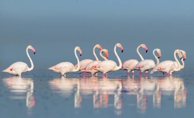 Vahşi Afrika kuşları. Pembe afrikalı flamingo kuşları güneşli bir günde mavi gölde dolaşıyorlar.