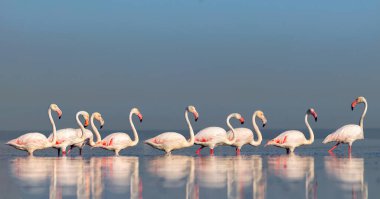 Vahşi Afrika kuşları. Pembe Afro flamingolu grup kuşları güneşli bir günde mavi gölde dolaşıyorlar. Namibya