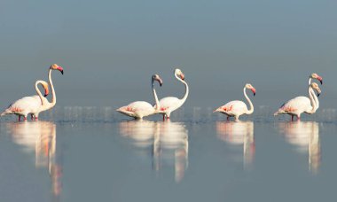 Vahşi Afrika kuşları. Pembe afrikalı flamingo kuşları güneşli bir günde mavi gölde dolaşıyorlar.