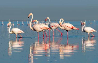 Vahşi Afrika kuşları. Pembe afrikalı flamingo kuşları güneşli bir günde mavi gölde dolaşıyorlar.